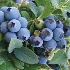 Van Zyverden Blueberry Bluecrop Plant