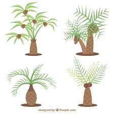 Indoor Palm Tree Vectors