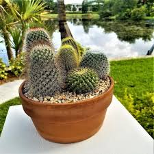 Pure Beauty Farms 11 Oz Cactus Plant