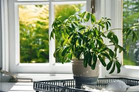 11 Best Indoor Plants For Hot Rooms