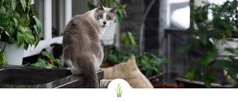 Are Your Plants Safe For Your Pet