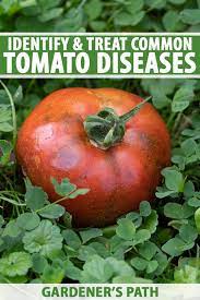 Common Tomato Diseases