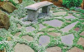 Grow Between Stepping Stones Pavers