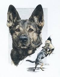 German Shepherd Police K9 Drawing