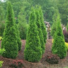 A Guide To Privacy Hedge Plants Great