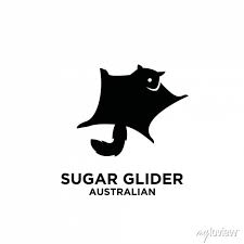 Sugar Glider Australian Wild Animal