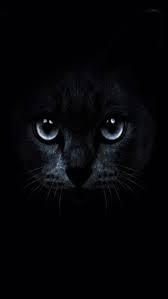 50 Black Cat Iphone Wallpaper