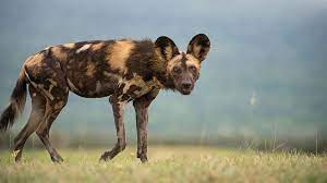Endangered Wild Dogs Rely On Diverse