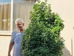 Cyprus Gardener Grows A Towering King