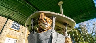 Outdoor Cat Enclosures