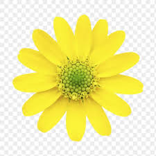 Yellow Flower Png Daisy Clipart