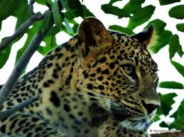 Leopard Print In 2024 Blue 17 Vintage