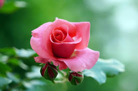 Premium Photo A Pink Rose In The Garden