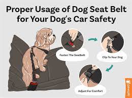 The Complete Guide To Dog Seat Belts