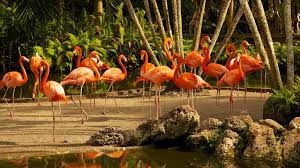 Flamingo Gardens Pictures View Photos