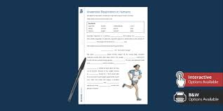 Anaerobic Respiration In Humans Gap