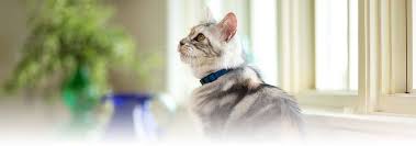 Plants Poisonous To Cats Tips And