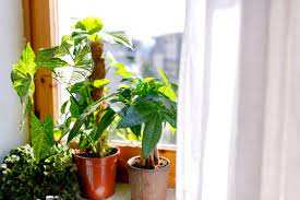 10 Small Plants That Ll Fit In Any Home