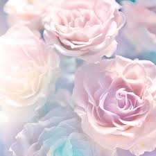 Courtesy Icon Soft Pale Pink Roses
