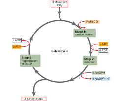 5 3 The Calvin Cycle Concepts Of