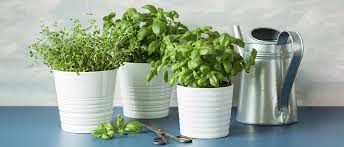 A Complete Guide To Grow Herbs Indoors