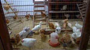 Hen House Stock Footage Royalty Free