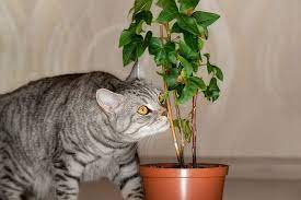 10 S To Keep Cats Away From Plants