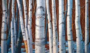 Birch Trees In The Forest In Elk County