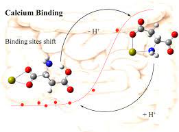 Calcium Binding To Amino Acids And