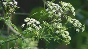 Poison Hemlock How To Spot And Control