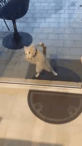 Cat Glass Door Gifs Tenor
