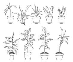House Plants In Pots Office
