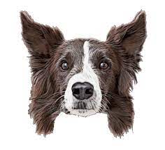Dog Border Collie Obedience North