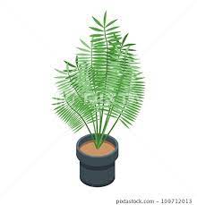 Jungle Palm Tree Pot Icon Isometric Of