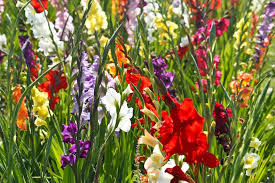 Tips To Prepare Your Garden For Spring