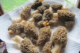 How To Find Morel Mushrooms And Avoid