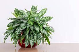 A Guide To Growing Chinese Evergreen