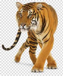 Tiger Icon Tiger Cat Tiger