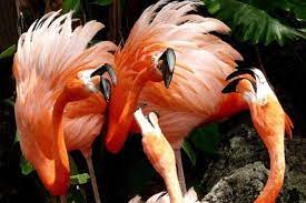 Flamingo Gardens Is One Of The Very