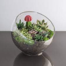 Succulents In Glass Bowl 3d Model
