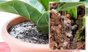White Mould From Your Plants