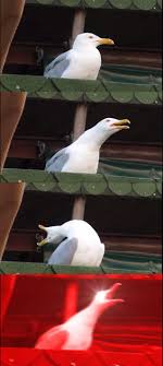 inhaling seagull meme generator imgflip