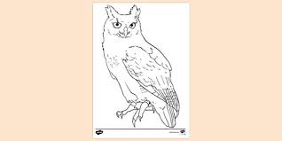 Great Horned Owl Colouring Sheet