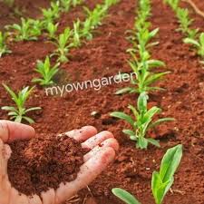 Red Soil Mixed With Cow Dung Manure