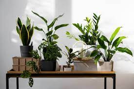 Indoor Plants Images Free On