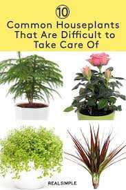 10 Common Houseplants That Are