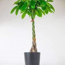 Pet Friendly Houseplants Safe For