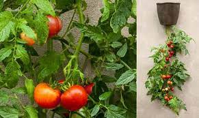 14 Unique Diy Tomato Garden Ideas