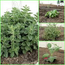 Vegetable And Herb Gardening 101 Pb