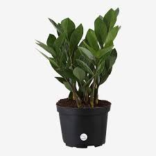 45 Best Indoor Plants On 2023